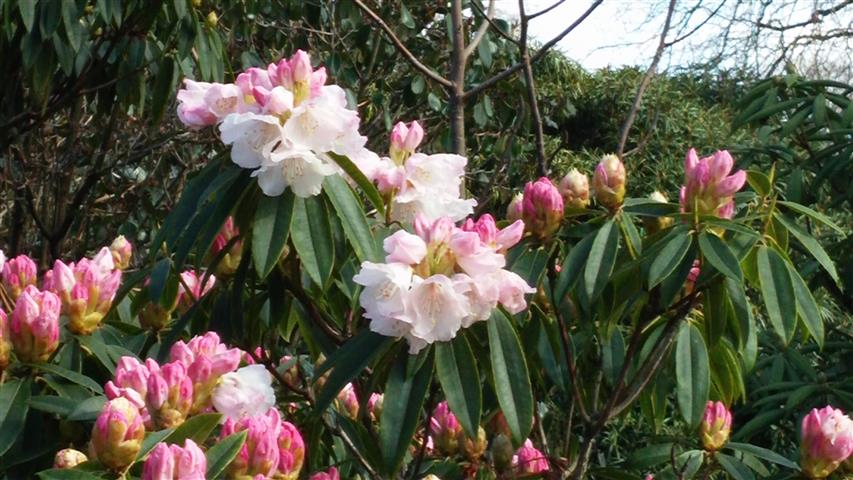Rhododendron morii plantplacesimage020140323_121733.jpg