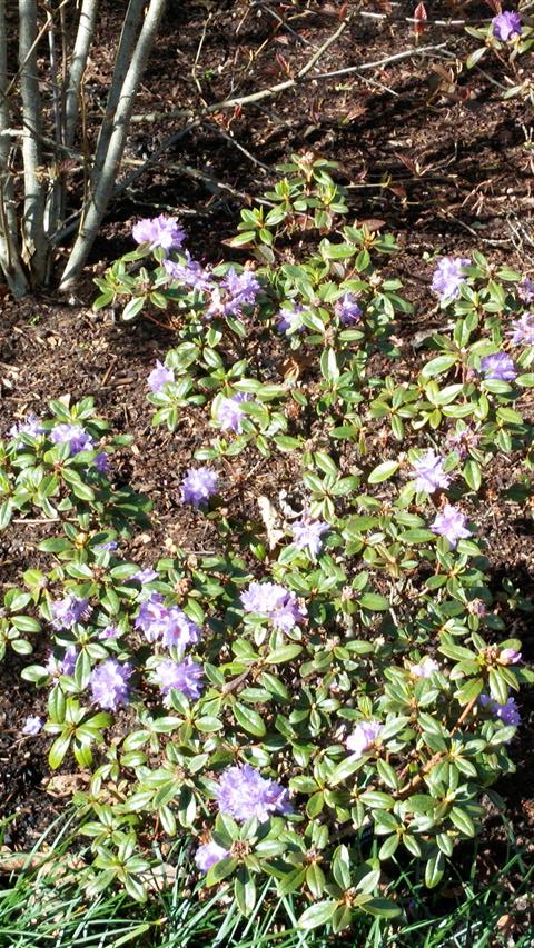 Rhododendron russatum plantplacesimage020140323_123602.jpg