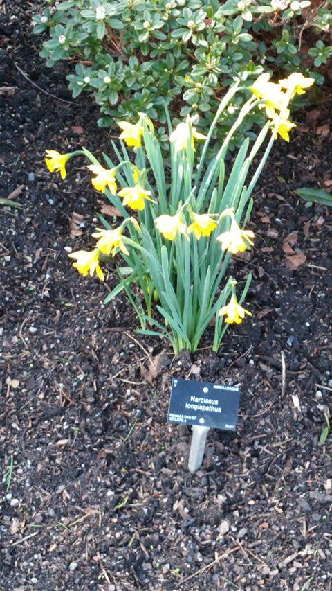ulex europaeus plantplacesimage020140323_131539.jpg