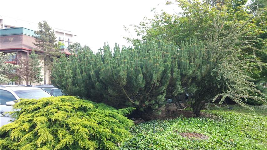 Pinus mugo plantplacesimage020140524_165310.jpg