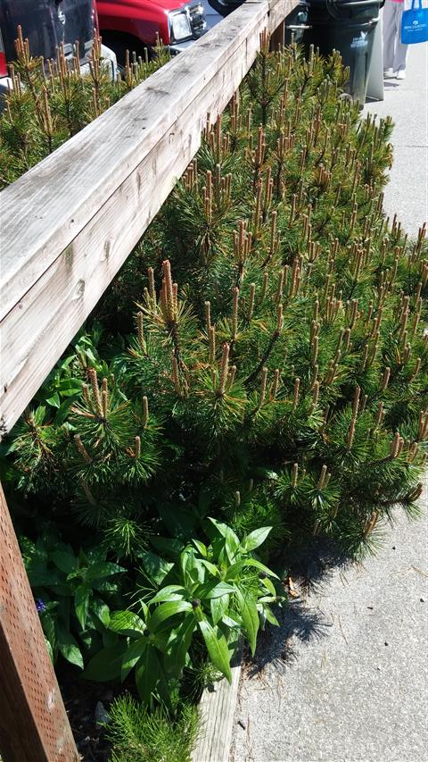 Pinus mugo plantplacesimage020140527_105639.jpg