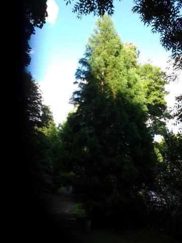 Sequoiadendron giganteum plantplacesimage20140809_123735.jpg