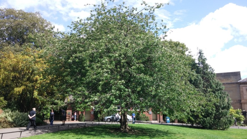 Prunus avium plantplacesimage20140809_143616.jpg