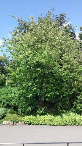Prunus avium plantplacesimage20140809_143739.jpg