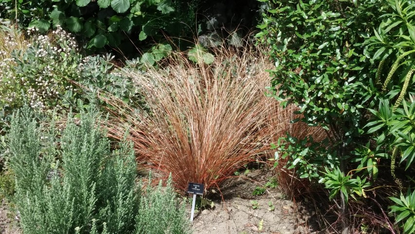 Uncinia rubra plantplacesimage20140809_144148.jpg