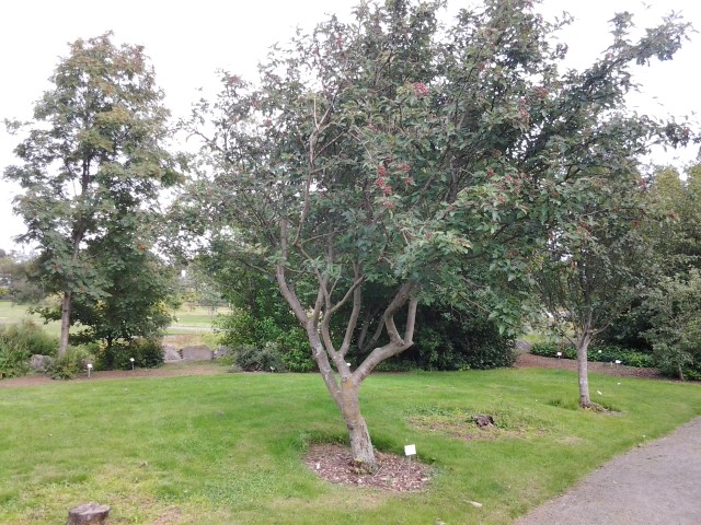 Sorbus borbasii plantplacesimage20140823_122459.jpg