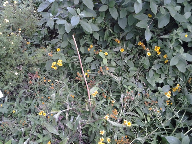 Hypericum tetrapterum plantplacesimage20140823_124101.jpg