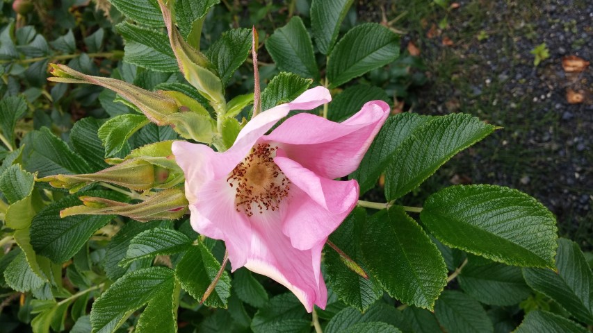 Rosa rugosa plantplacesimage20140823_145622.jpg