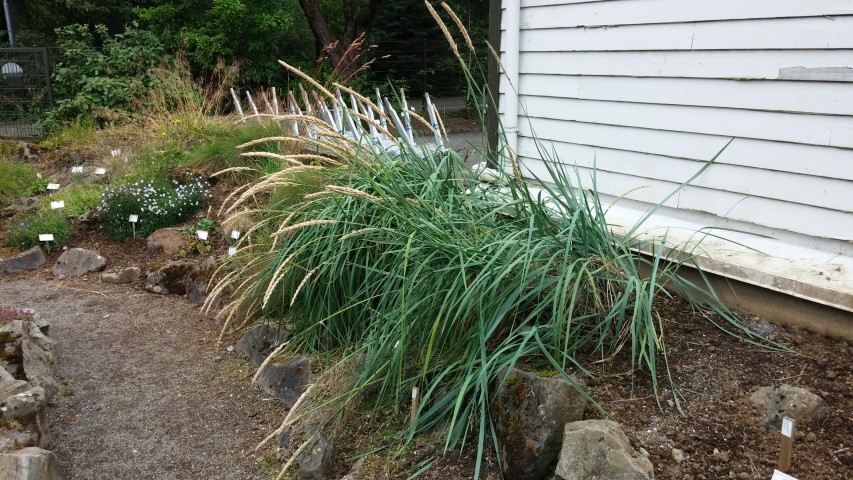 poa glauca plantplacesimage20140823_152352.jpg