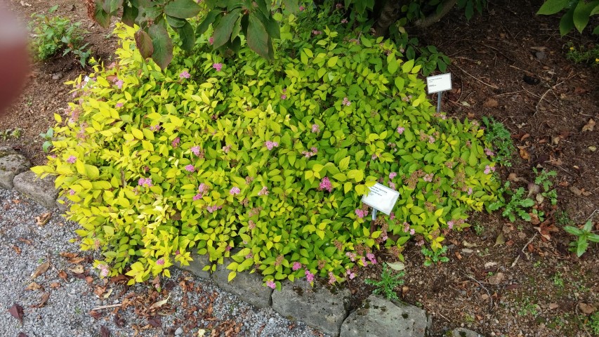 Spiraea japonica plantplacesimage20140823_155120.jpg