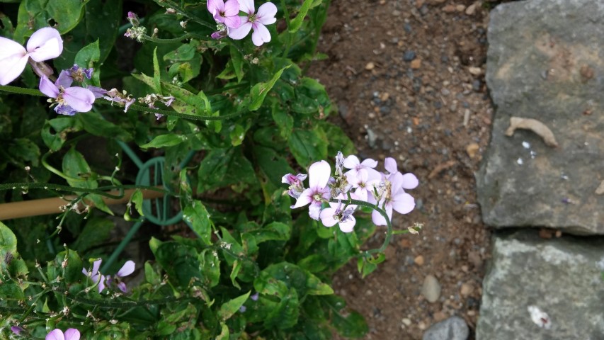 Hesperis matronalis plantplacesimage20140823_155634.jpg