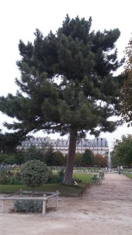 Pinus nigra plantplacesimage20140828_111415.jpg