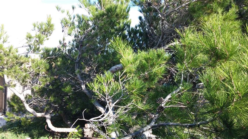 Pinus sylvestris plantplacesimage20141010_160913.jpg