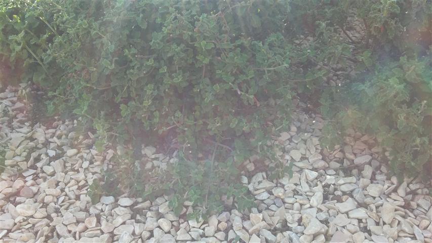 Teucrium chamaedrys plantplacesimage20141011_122144.jpg