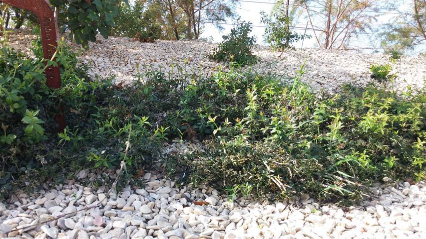 Rubia tinctoria plantplacesimage20141011_122740.jpg