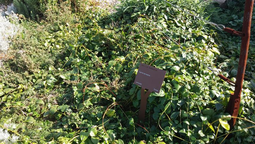 Glencoma hederaceae plantplacesimage20141011_123003.jpg