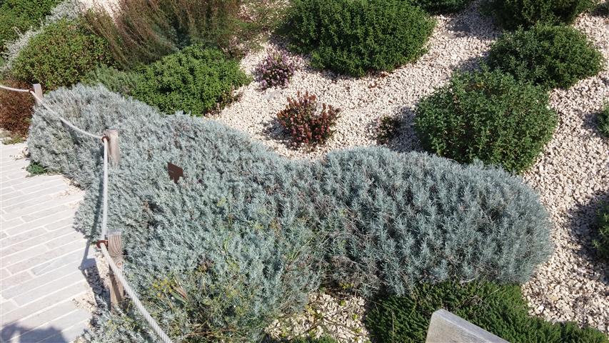 Helichrysum italicum plantplacesimage20141011_123226.jpg