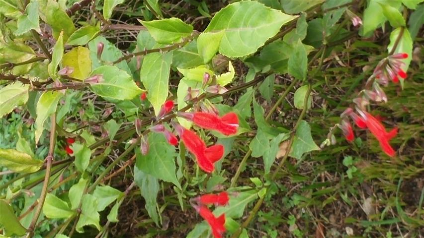 Salvia miniata plantplacesimage20141011_124259.jpg