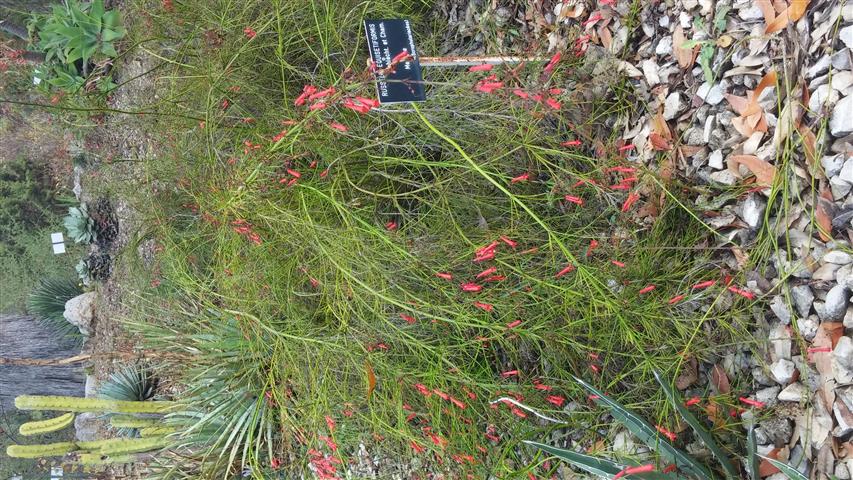 Russelia equiestiforms plantplacesimage20141011_125746.jpg