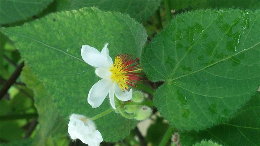 Sparmannia africana plantplacesimage20141011_131017.jpg