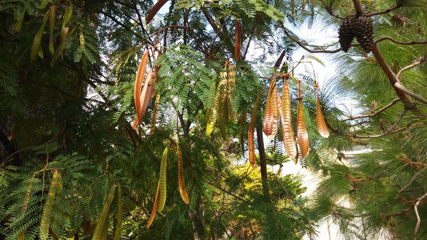 Leuciana leucocephala plantplacesimage20141011_131732.jpg