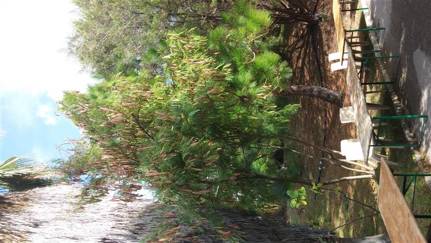 Leuciana leucocephala plantplacesimage20141011_131750.jpg