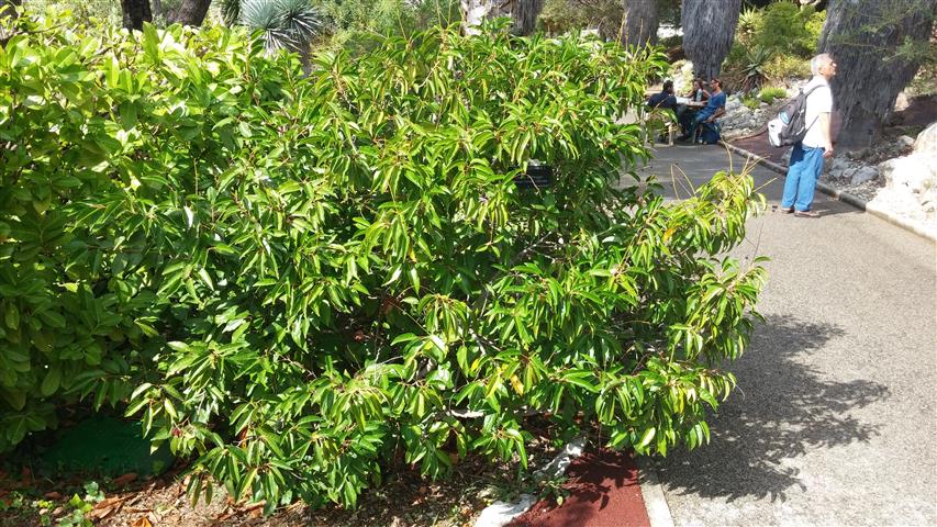 Prunus lusitanica plantplacesimage20141011_132421.jpg