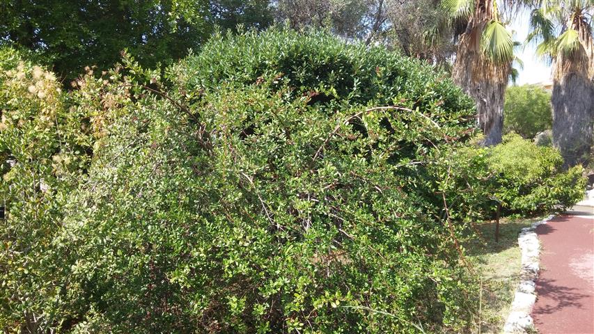 Escallonia illinata plantplacesimage20141011_132719.jpg