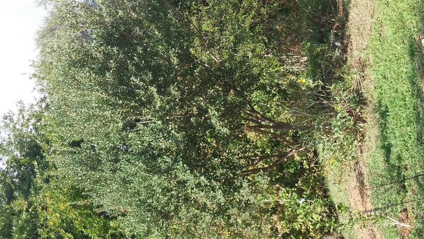 Lithraea caustica plantplacesimage20141011_133213.jpg