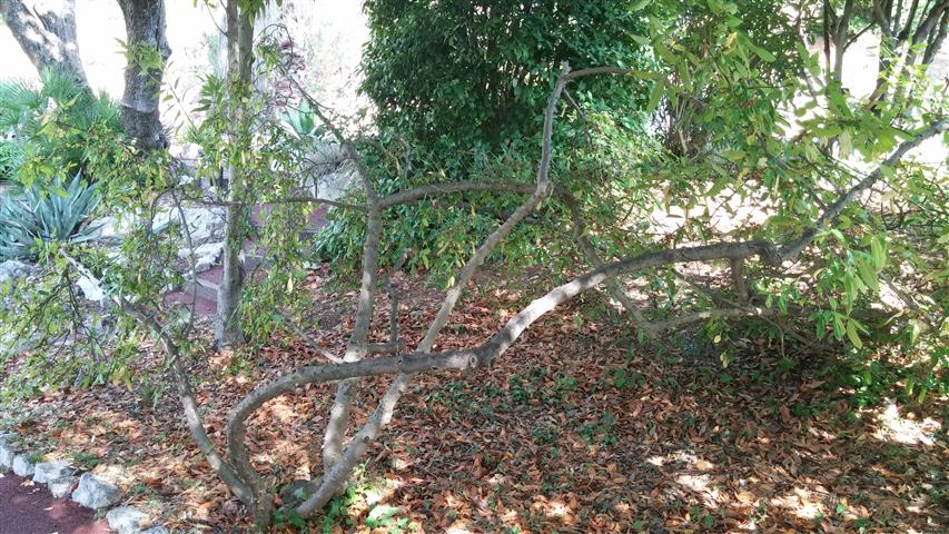 Zanhoxylum alatum plantplacesimage20141011_133532.jpg