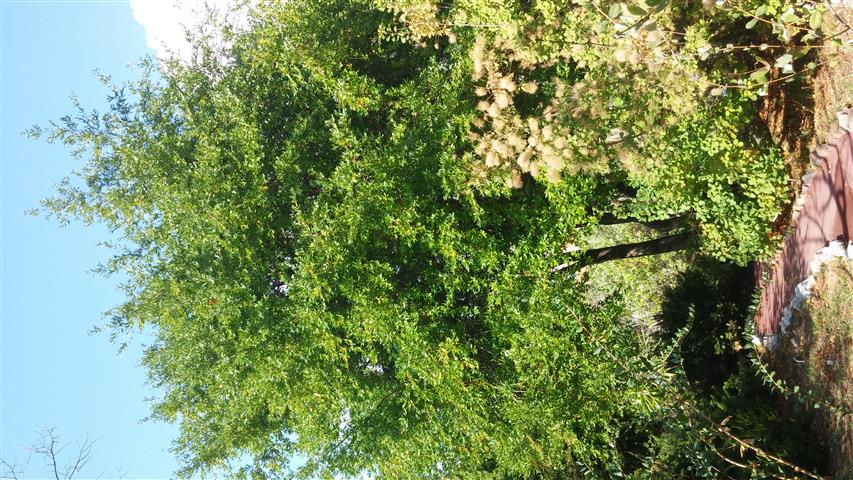 Umbellularia californica plantplacesimage20141011_133750.jpg