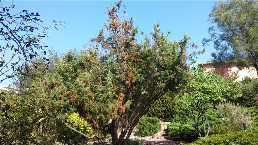 Juniperus oxycedrus plantplacesimage20141011_141516.jpg