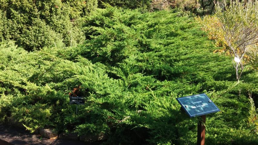 Juniperus chinensis plantplacesimage20141011_141644.jpg