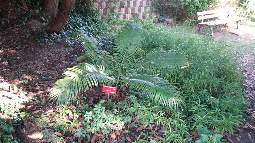 Cycas rhumphii plantplacesimage20141011_142957.jpg