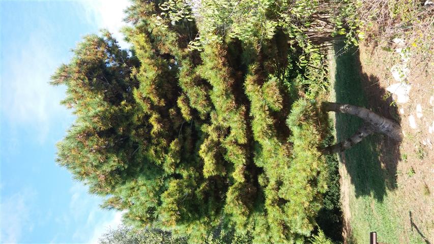Pinus strobus plantplacesimage20141011_143633.jpg