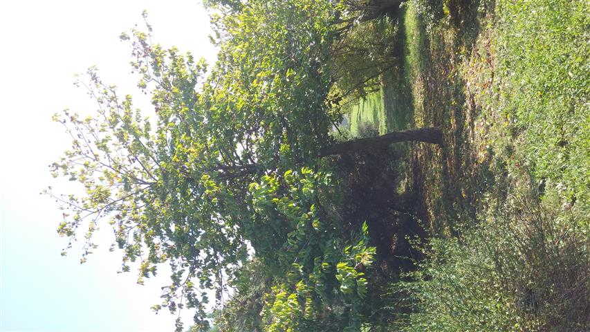 Paliurus ramosissimus plantplacesimage20141011_143953.jpg