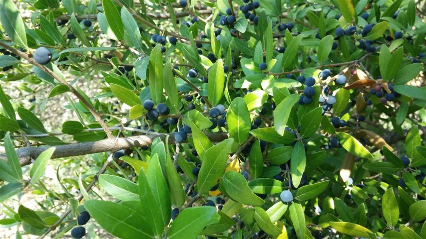 Phillyrea angustifolia plantplacesimage20141011_144617.jpg