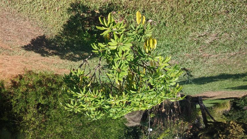 Daphniphyllum macropodum plantplacesimage20141011_144930.jpg