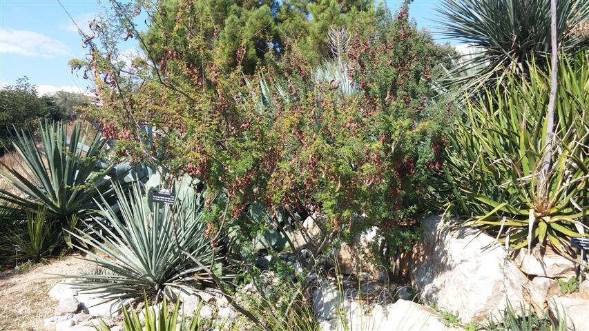 Acacia greggii plantplacesimage20141011_150739.jpg