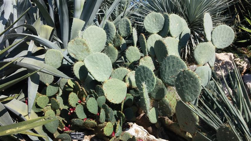 Optunia haematocarpa plantplacesimage20141011_150834.jpg