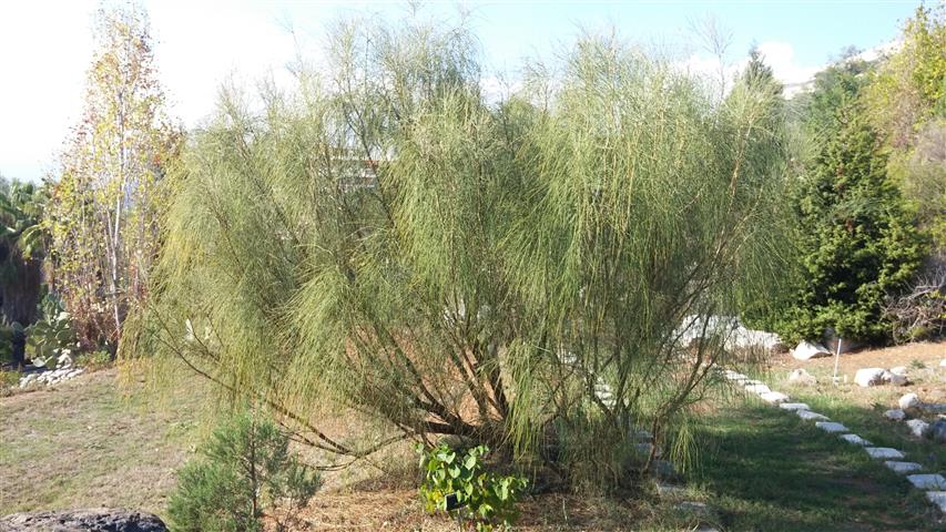 Retama raetam plantplacesimage20141011_152554.jpg