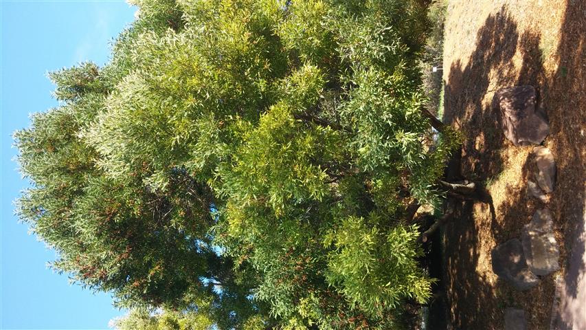 Acacia melanoylon plantplacesimage20141011_154502.jpg