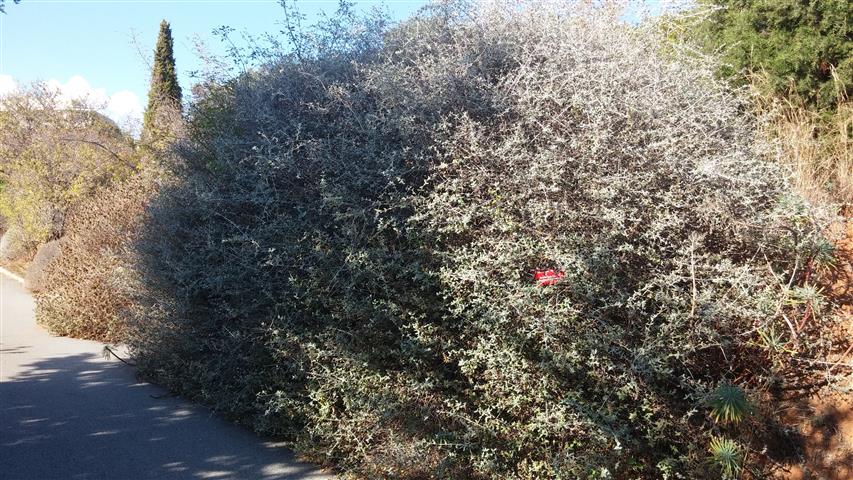 Teucrium fruiticans plantplacesimage20141011_160900.jpg