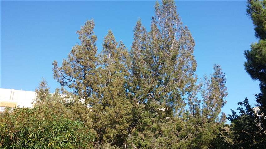 Tetraclinis articulata plantplacesimage20141011_161659.jpg