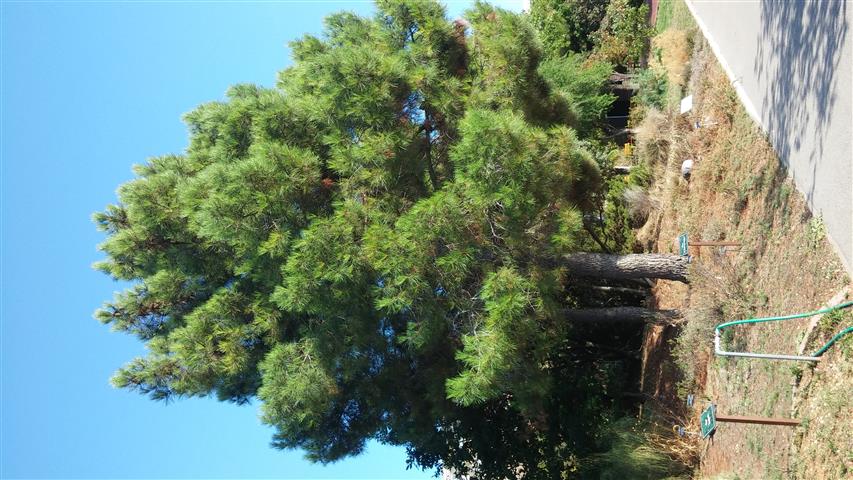 Pinus pinaster plantplacesimage20141011_161740.jpg