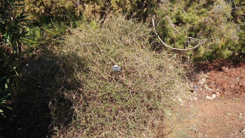 Periclopa angustifolia plantplacesimage20141011_162001.jpg