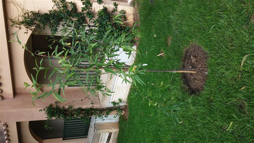 Kiggelaria africana plantplacesimage20141012_130142.jpg