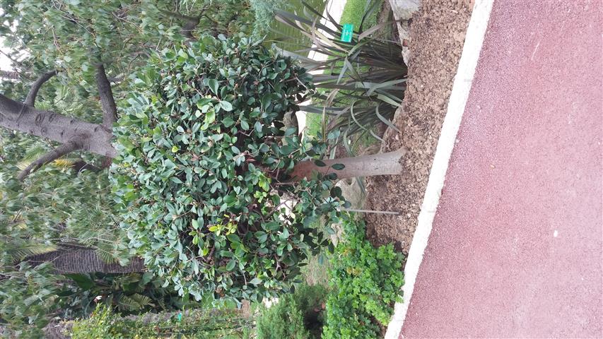 Rhaphiolepsis indica plantplacesimage20141012_131608.jpg