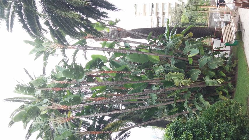 Strelitzia nicolai plantplacesimage20141012_132404.jpg