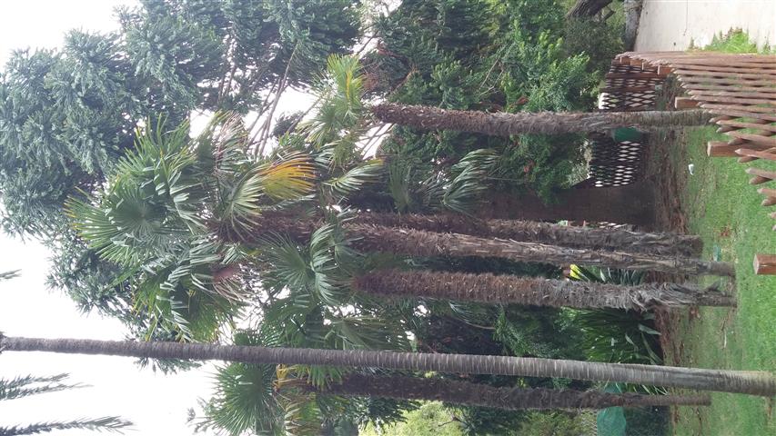 Trachycarpus fortunei plantplacesimage20141012_132456.jpg